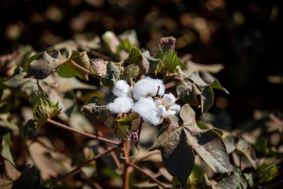 PRODUÇÃO:   Dados seguros impactam na rastreabilidade do algodão