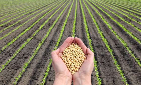 ALTERAÇÕES:    Mapa amplia calendário de semeadura da soja em sete estados