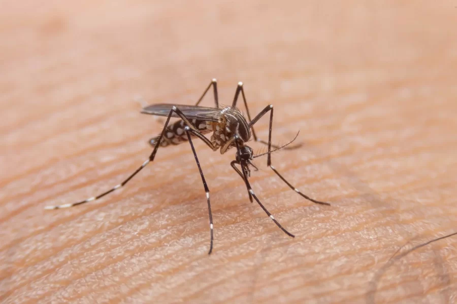 Dengue hemorrágica: o que é e sintomas do quadro mais grave da doença