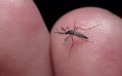 Entenda por que hemorragia não é o principal sintoma da dengue grave