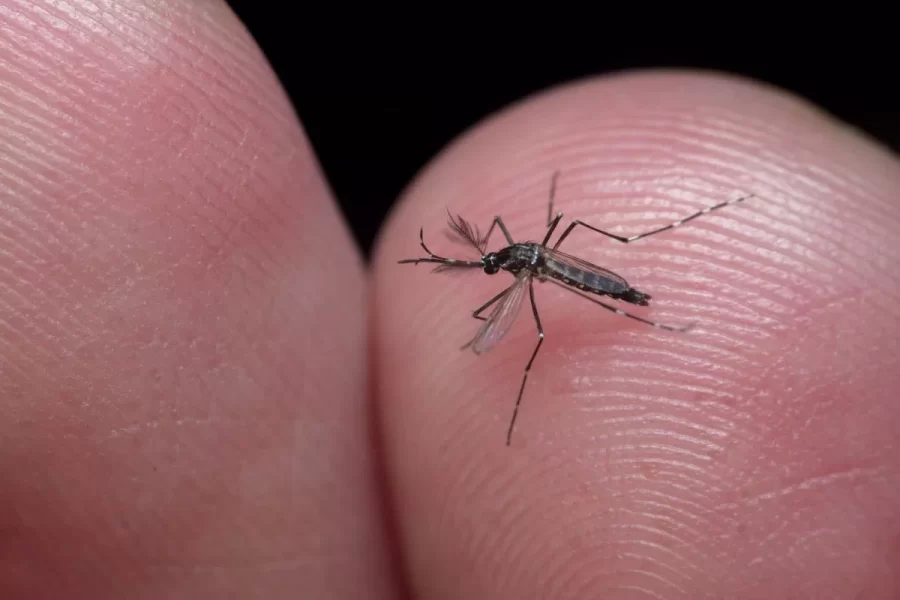 Municípios com taxas elevadas de dengue serão priorizados em vacinação