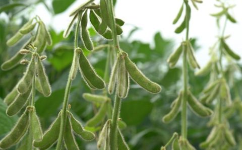 MT:  Encontro Técnico na Cultura da Soja em Sinop -MT, apresenta variedades mais resistentes ao estresse hídrico e doenças