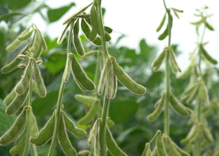 MT:  Encontro Técnico na Cultura da Soja em Sinop -MT, apresenta variedades mais resistentes ao estresse hídrico e doenças