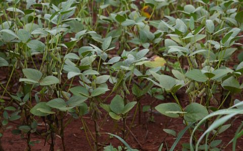 MT:   Safra de soja em MT deve ter quebra de 21%, aponta pesquisa feita pela Aprosoja-MT