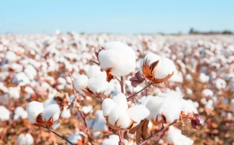 Brasil pode liderar as exportações globais de algodão em pluma em 2024