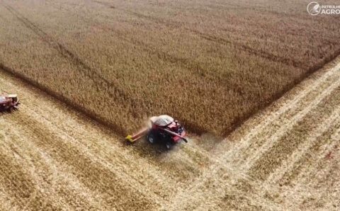 Safra de soja 2023/24 pode ter quebra de 8% a 25%, dependendo do estado