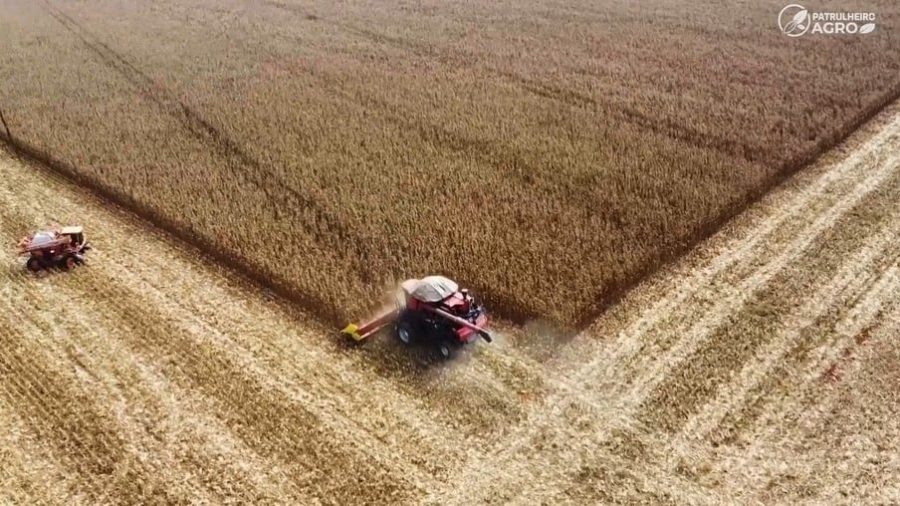 Safra de soja 2023/24 pode ter quebra de 8% a 25%, dependendo do estado