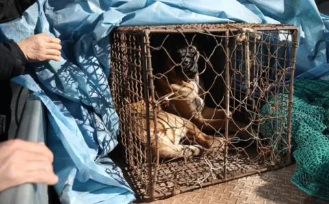 Coreia do Sul aprova projeto de lei que proíbe venda de carne de cachorro