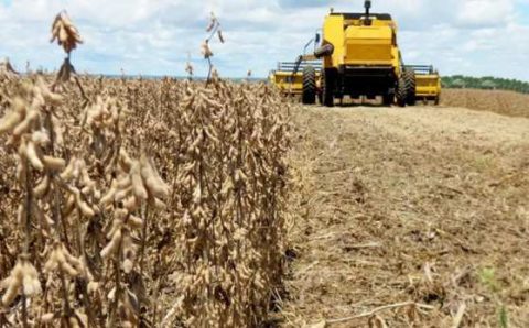 MT:  MOTIVO É A SECA:   Produtividade da soja no Estado é a pior em 15 anos, diz estudo