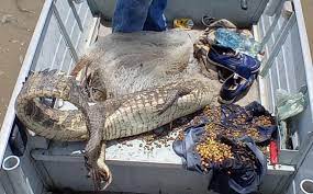 Sema e PM apreendem jacaré e 371 kg de pescado ilegal durante fiscalização