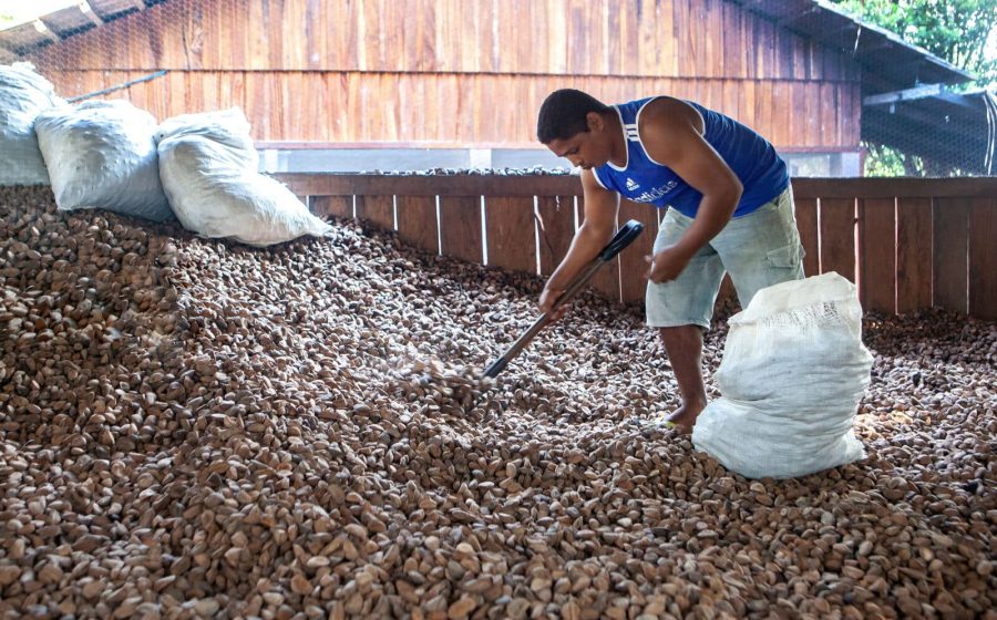Embrapa: castanha impulsiona desenvolvimento sustentável na Amazônia
