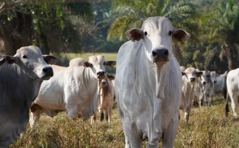 MT:  25 municípios em MT receberão o Acrimat em Ação nos próximos meses