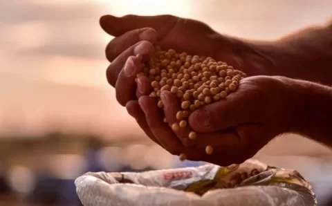 QUEBRA MONUMENTAL:   Safra de soja deve ficar abaixo de 135 milhões de toneladas, diz Aprosoja Brasil