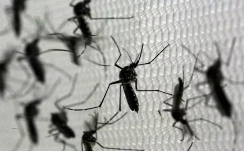 Brasil concentra quase 70% dos casos de dengue da AL e Caribe