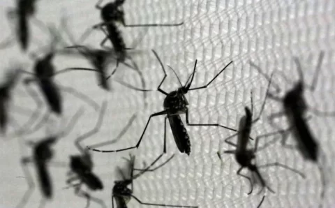 Aquecimento global e El Niño impulsionam casos de dengue e Brasil enfrenta alta da doença
