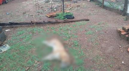 Cachorro morre eletrocutado e tutora denuncia vizinho em MT