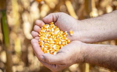 MT:  AGRO:   Milho 2024 acumula projeções negativas em MT, aponta Imea