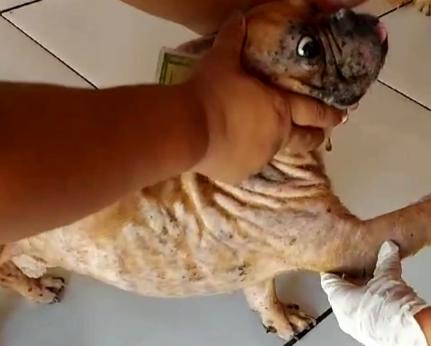 Mulher é presa por maus-tratos a buldogues e uma lhasa em Cuiabá; cão jogado em terreno