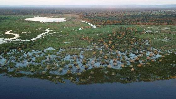 MT:  PANTANAL:   Rios que integram o Alto Paraguai mantêm baixo nível em MT