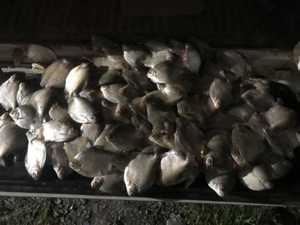 Homem é preso em flagrante com 27 quilos de pescado irregular