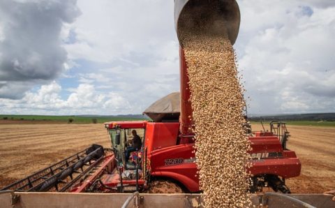 MT:   Mato Grosso lidera exportação nacional de feijão com 55%