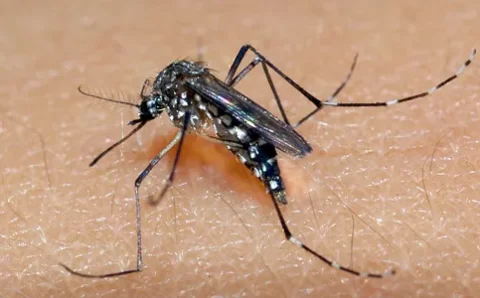 MT:  EUA emitem alerta de saúde para viagens ao Brasil por causa da dengue