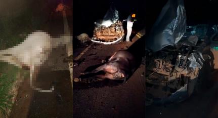 NA MT-251: Caminhonete da Bom Futuro atropela e mata 4 vacas