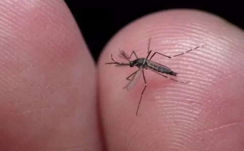 Dengue no RJ: número de casos é 6 vezes maior do que o esperado