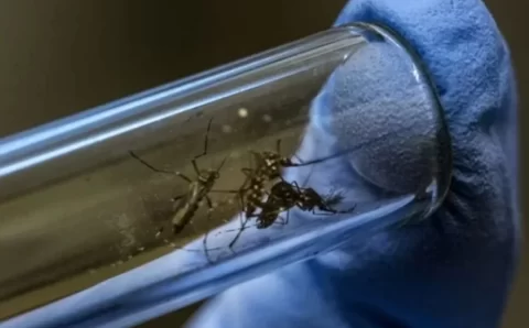 Saúde inaugura biofábrica de mosquitos antidengue em Minas Gerais