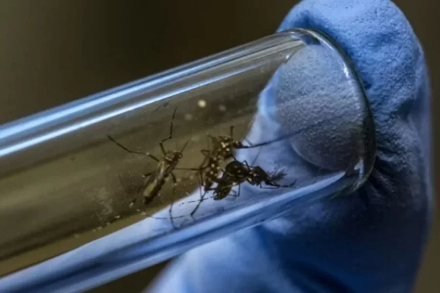 Saúde inaugura biofábrica de mosquitos antidengue em Minas Gerais