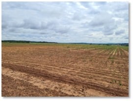 MT:   Justiça defere pedido de recuperação do Grupo Pelissari com dívida de R$ 45 milhões