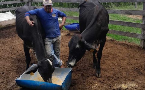 MT:  Produtores atestam alto rendimento de vacas de programa do Governo de MT: “dão 3 vezes mais leite que as outras”