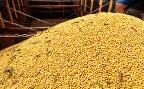 MT:  AGRO   Mesmo sem ‘preço’, produtores de soja comercializam grão para ‘fazer caixa’