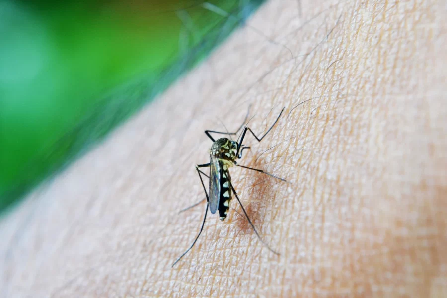 MT:   Casos de dengue em Mato Grosso disparam 296% em 20 dias, com quatro mortes confirmadas