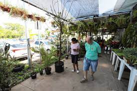 Mercado do Porto recebe mais uma edição da Feira de Ervas Medicinais e Aromáticas; exemplares a partir de R$ 5