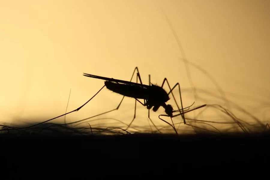 Malária: gestantes, crianças e pessoas vulneráveis são mais afetadas