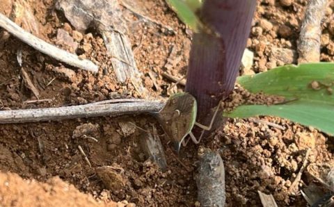 MT:  Infestação de percevejos no milho causa apreensão nas lavouras de Mato Grosso