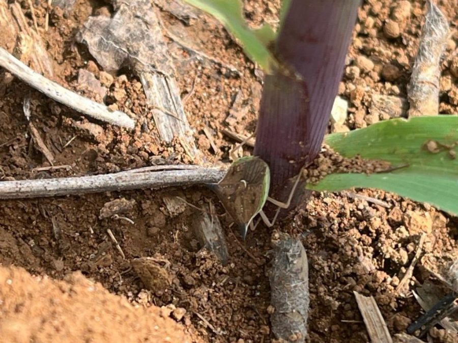 MT:  Infestação de percevejos no milho causa apreensão nas lavouras de Mato Grosso