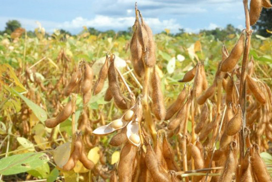 MT:  SAFRA QUE NÃO FECHA:   MT segue com maior estimativa de quebra, aponta Aprosoja