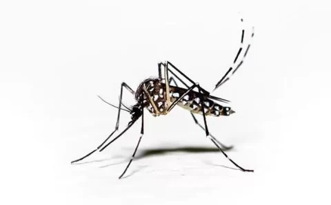 Dengue: por que o Brasil ainda falha no combate a doença?