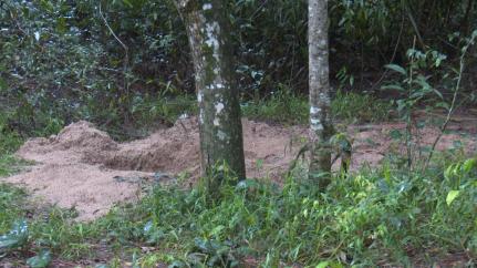 Quadrilha de faccionados sequestra ‘rivais’ e um é achado morto em cova aberta em mata