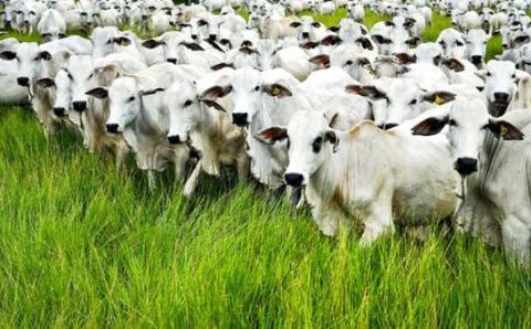 MT:  PECUÁRIA:   Mato Grosso possui 34,1 milhões de cabeças de gado