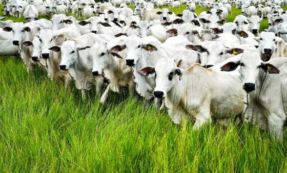 MT:  PECUÁRIA:   Mato Grosso possui 34,1 milhões de cabeças de gado