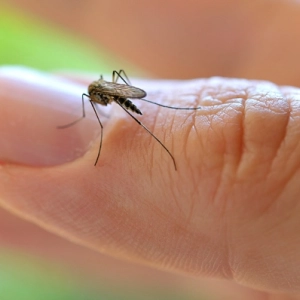 MT:  Surto de dengue em MT preocupa oncologistas por agravar quadro de pacientes