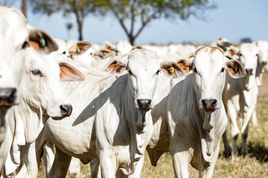 Indea divulga atualização de estoque de bovinos; MT se mantém na liderança com maior rebanho do país