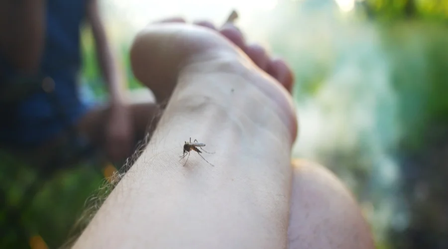MT:   363 MORTES CONFIRMADAS:  Brasil registrou média de 19,7 mil casos de dengue por dia entre 1º de janeiro e 8 de março