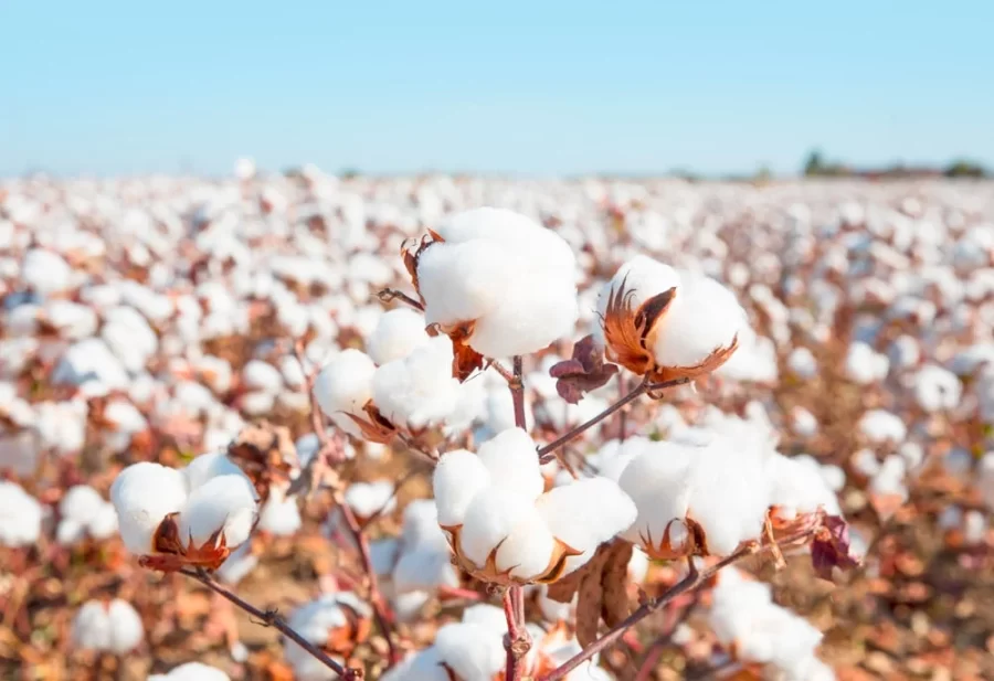 MT:  Mato Grosso conclui plantio de algodão e espera safra promissora, apesar dos desafios climáticos
