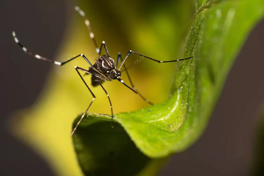 Dengue: por que o Brasil ultrapassou 1 milhão de casos em 2 meses