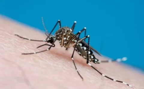 Conheça mitos e verdades sobre o mosquito da dengue