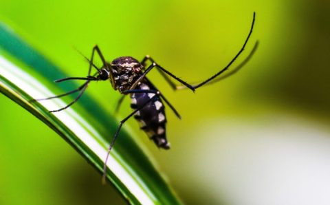 MT:  Número de mortes por dengue em Mato Grosso sobe para 16 e casos confirmados chegam a 21.808